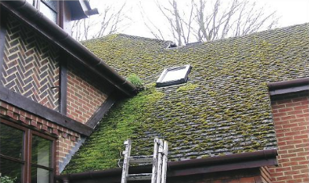 Roof Cleaning 1